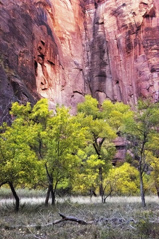 Canyon Cottonwoods