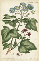 Chambray Botanical I
