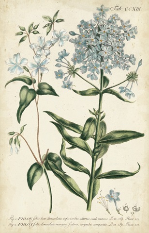 Chambray Botanical II