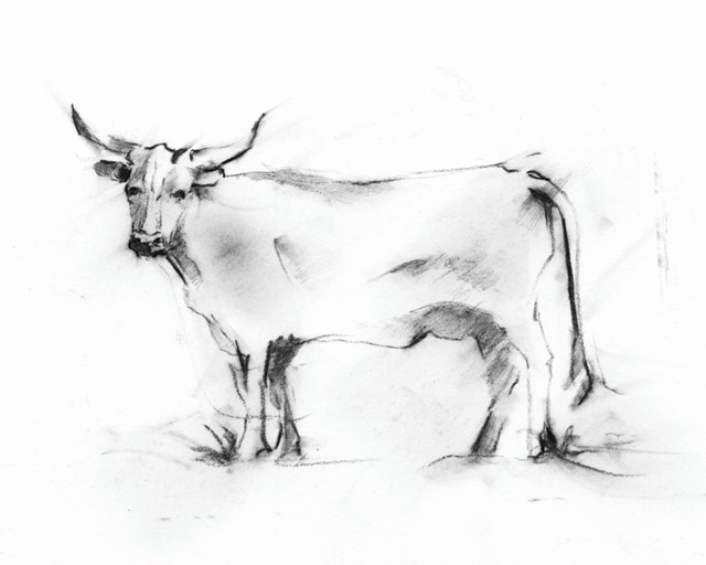 Charcoal Bovine Study III