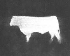 Charcoal Bovine Study IV