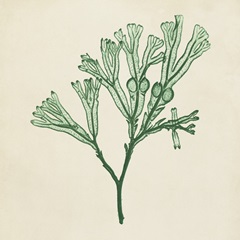 Chromatic Seaweed IV