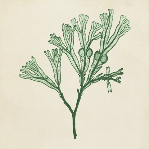 Chromatic Seaweed IV