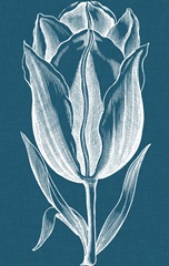 Chromatic Tulips I