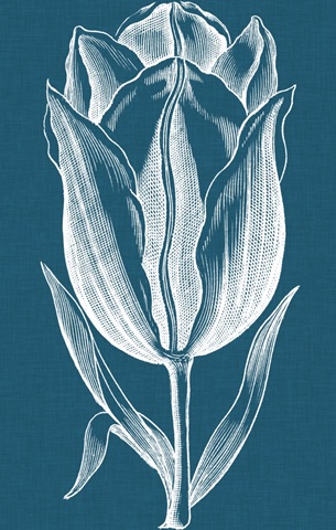 Chromatic Tulips I