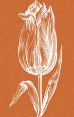 Chromatic Tulips III