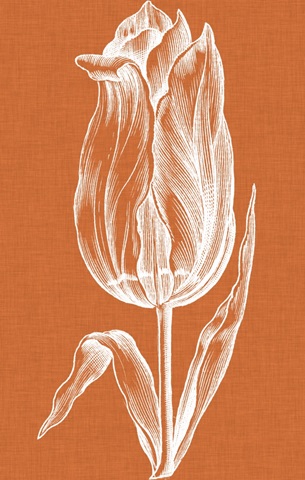 Chromatic Tulips III