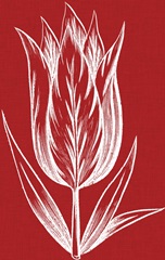 Chromatic Tulips VIII