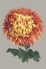 Chrysanthemum on Gray I