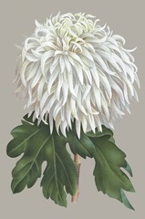 Chrysanthemum on Gray II