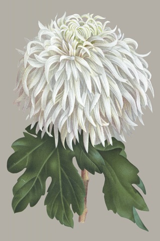 Chrysanthemum on Gray II
