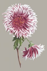 Chrysanthemum on Gray III