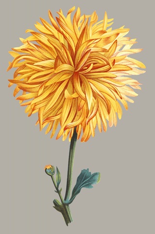 Chrysanthemum on Gray IV