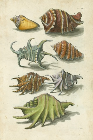 Conch Shell Illustre