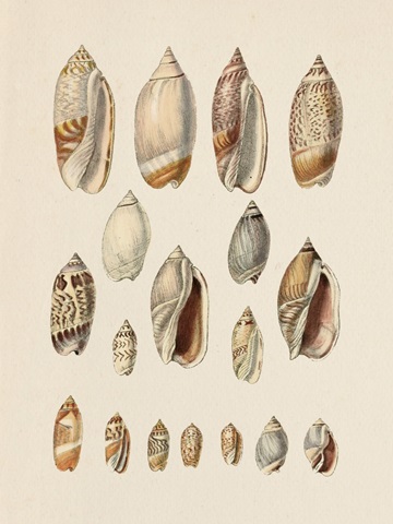 Cone Shell Display I