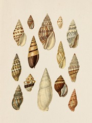 Cone Shell Display II