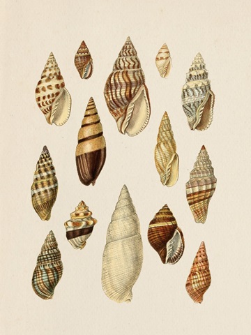 Cone Shell Display II