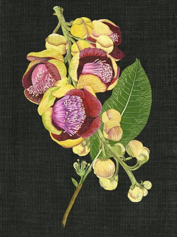 Couroupita Guianensis I