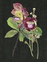 Couroupita Guianensis II