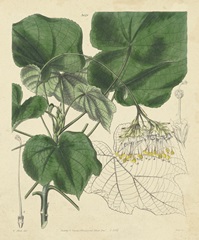 Curtis Leaves and Blooms I