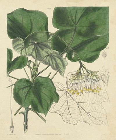 Curtis Leaves and Blooms I