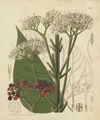 Curtis Leaves and Blooms II