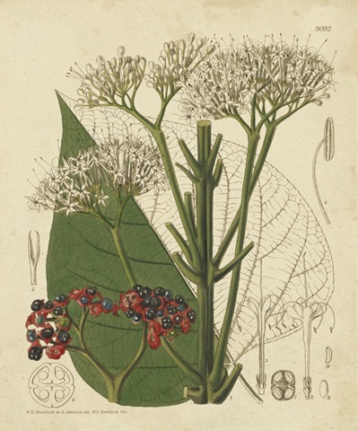 Curtis Leaves and Blooms II