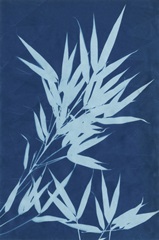 Cyanotype No.1