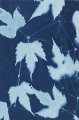 Cyanotype No.10