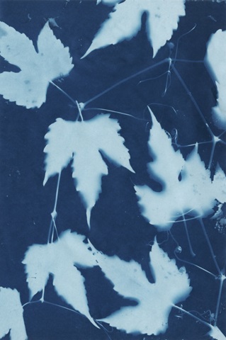 Cyanotype No.10