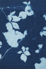 Cyanotype No.11