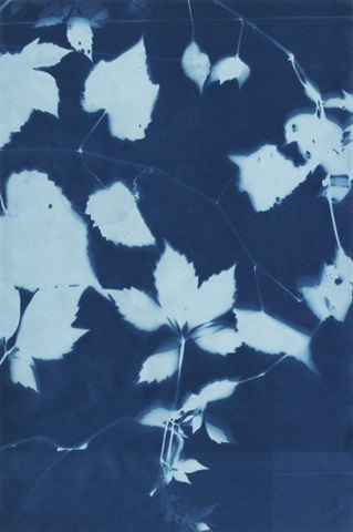 Cyanotype No.12