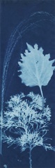 Cyanotype No.13