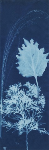 Cyanotype No.13
