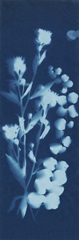 Cyanotype No.14