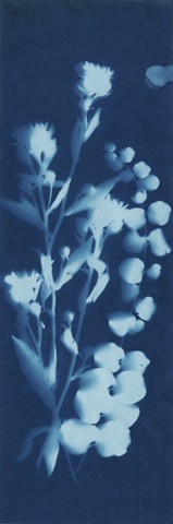 Cyanotype No.14