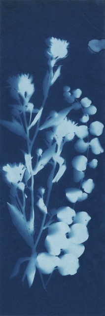 Cyanotype Print — Noël Kassewitz Studio