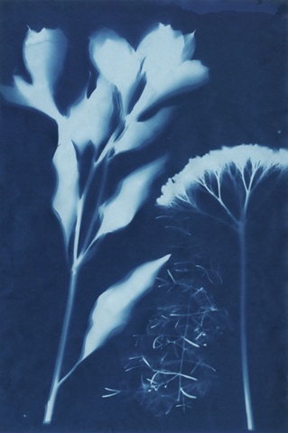 Cyanotype No.15