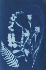 Cyanotype No.16