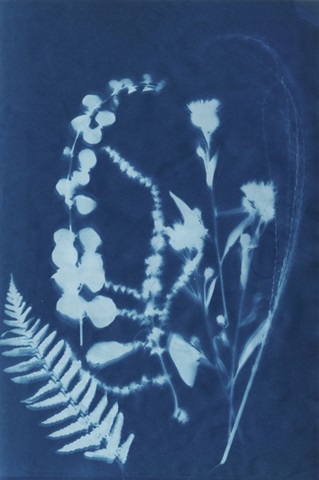 Cyanotype No.16