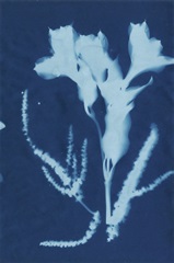 Cyanotype No.17