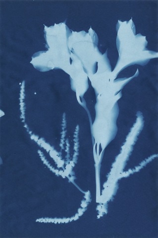 Cyanotype No.17