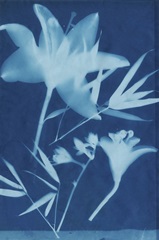 Cyanotype No.18
