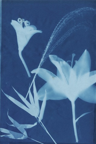 Cyanotype No.19