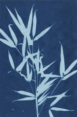 Cyanotype No.2