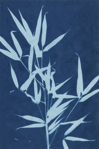 Cyanotype No.2