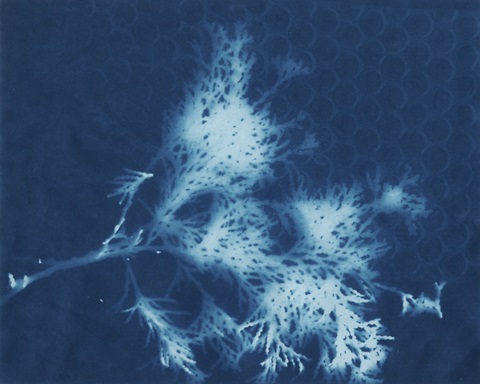 Cyanotype No.3