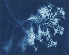Cyanotype No.4