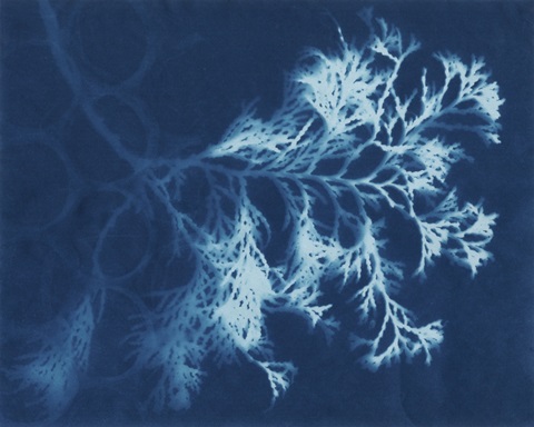 Cyanotype No.4