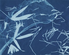 Cyanotype No.5